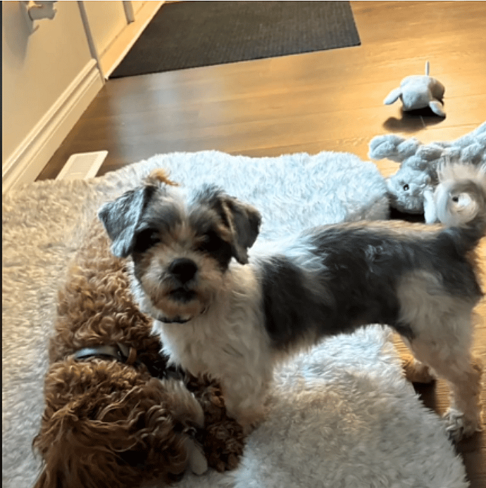 Found Abandoned in a Trailer, Severely Matted Lhasa Apso Now Looks Like a Whole New Dog